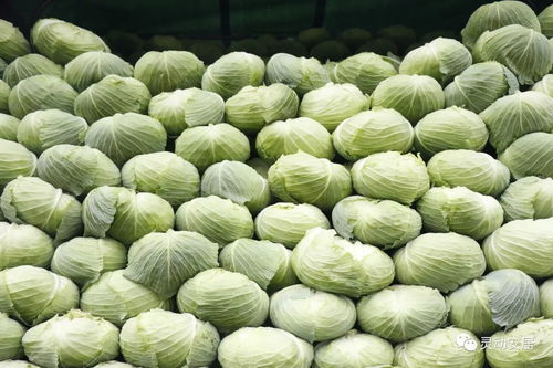 產(chǎn)量充足供應(yīng)穩(wěn) 安居區(qū)農(nóng)副產(chǎn)品豐盈無(wú)憂